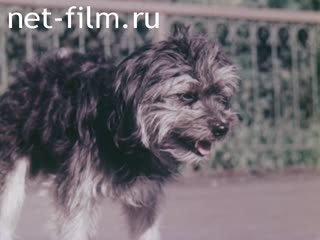 Фильм Шурик и Шарик. (1960)