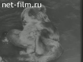 Newsreel Tonwoche №312 (1936)