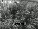 Footage frame