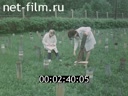 Кадр видео