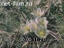 Footage frame