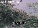 Footage frame