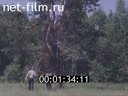 Footage frame