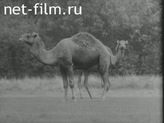 News Foreign newsreels №3277 (1972)