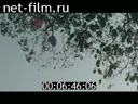 Footage frame