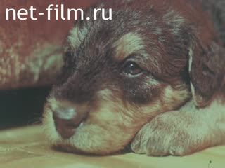 Footage service dog. (1988)