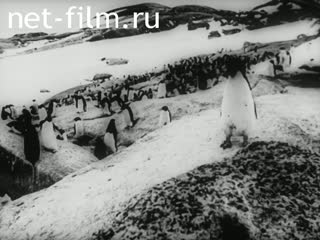 Кинохроника Исследование Антарктиды. (1911-1960)