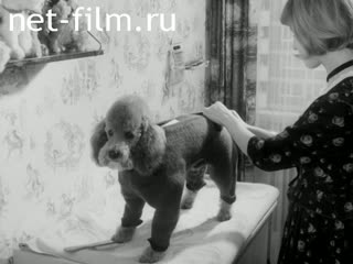 Новости Зарубежные киносюжеты №1175 (1965)