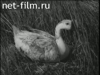 Новости Зарубежные киносюжеты №4035 (1974)