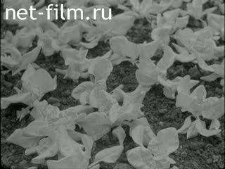 Новости Зарубежные киносюжеты №5594 (1978)