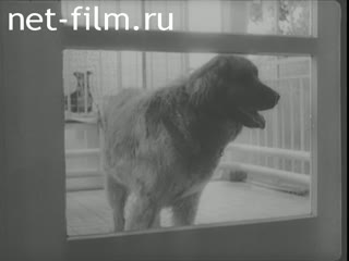 Новости Зарубежные киносюжеты №1093 (1965)