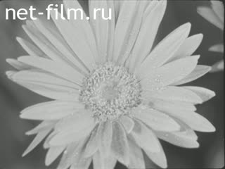 News Foreign newsreels №4126 (1975)