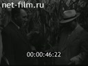 Growing corn in the USSR