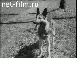 Newsreel Die Deutsche Wochenschau №611-2 Working material. (1942)