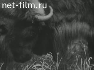 Footage Nature protection in the USSR. (1970-1979)
