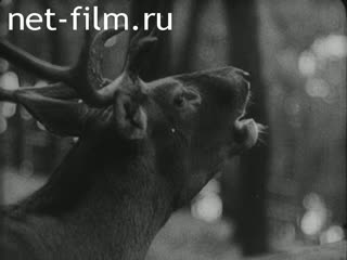 Киножурнал Дойче Вохеншау №583 (1941)