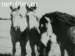 Киножурнал Тонвохе №626 (1943)