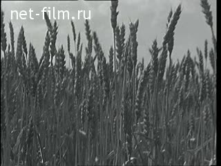 Киножурнал Новости дня / хроника наших дней №32-1972 (1972)