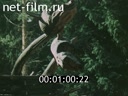 Footage frame