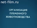 Организация племенного животноводства. (Отечественные породы скота)