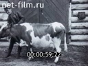 Кадр видео