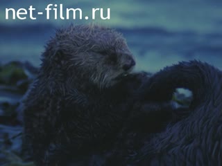 Кинохроника Каланы. (1988-1995)
