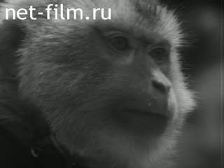 News Foreign newsreels №3919 (1974)