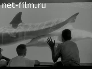 News Foreign newsreels №824 (1963)