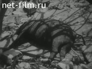 News Foreign newsreels №980 (1964)