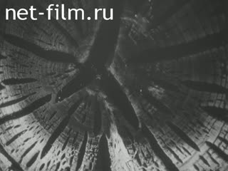 News Foreign newsreels №5840 (1978)