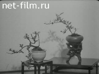 News Foreign newsreels №4846 (1976)