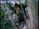 Footage frame