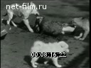 Кадр видео