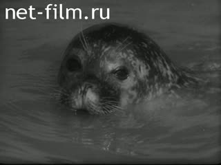 Newsreel Tonwoche №474-1 (1939)