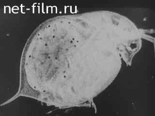 Newsreel Tonwoche №667-1 (1944)