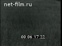 Новости дня / хроника наших дней №33-1961