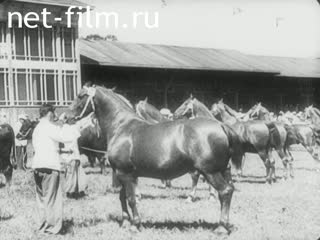 Киножурнал Киноотчет из Генерал-Губернаторства №23756 (1941)