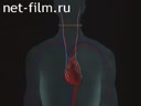 Судебно – медицинская экспертиза механической асфиксии