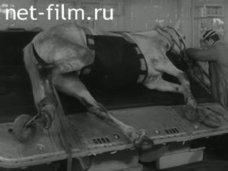 Кинохроника В ветеринарной лечебнице Центрального московского ипподрома. (1971)