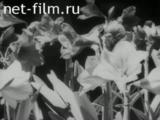 Киножурнал Джорнале Люче №247 (1942)