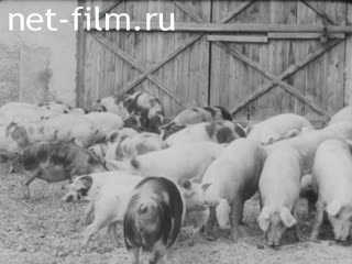 Киножурнал Киноотчет из Генерал-Губернаторства №25950 (1940)