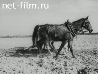 Киножурнал Киноотчет из Генерал-Губернаторства №22513 (1944)