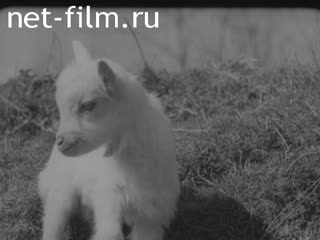 Newsreel Aus Dem Generalgouvernement Filmbericht №22757 (1941)