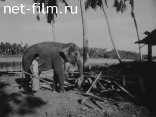 Новости Зарубежные киносюжеты №2454 (1970)