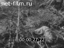 Footage frame