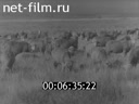 Кадр видео