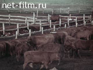 Movie Intensification of beef production. (1987)