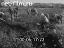 Кадр видео