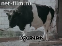 Tagilskaya cattle breed