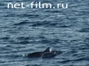 Dolphins in the Aegean sea